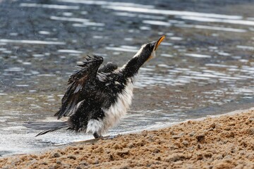 Cormorant shaking off water on a beach.