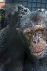 Chimpanzees Grooming Each Other