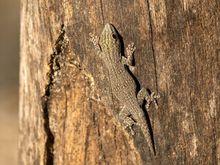 Gecko