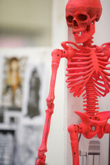 Red human skeleton