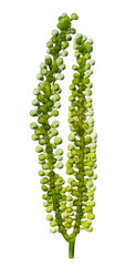 Grape seaweed isolated on white background. © khumthong
