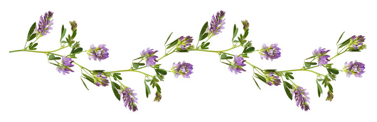Purple flowers and green leaves of lucerne (Medicago) in a line waved arrangement isolated on white...