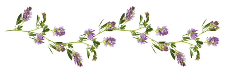Purple flowers and green leaves of lucerne (Medicago) in a line waved arrangement isolated on white or transparent background