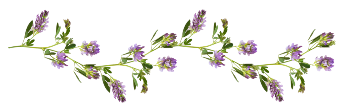 Purple flowers and green leaves of lucerne (Medicago) in a line waved arrangement isolated on white or transparent background