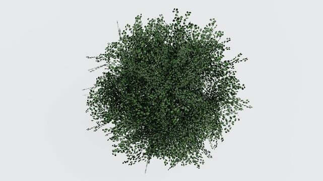 tree top view plant landscape architecture nature garden aerial render. trees branch isolate collection illustration environment green botany urban bush park. tree architecture conifer decorative.
