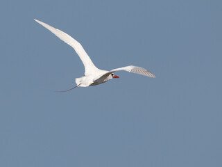 Rotschwanz-Tropikvogel