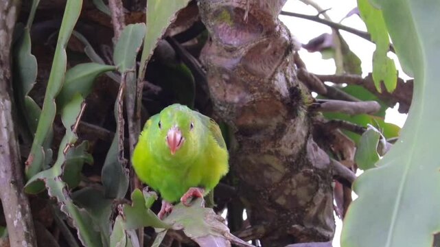 Plain Parakeet Resting on Tree Branch.	