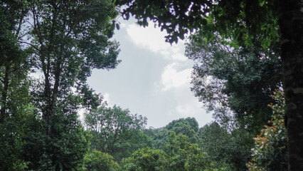 A serene park with tall trees casting dappled shadows on a grassy path. Lush greenery and a clear blue sky create a peaceful atmosphere.