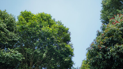 Obraz premium A serene park with tall trees casting dappled shadows on a grassy path. Lush greenery and a clear blue sky create a peaceful atmosphere.