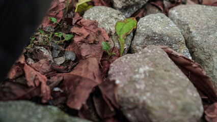 a rocky ground covered in fallen leaves. Small green plants emerge from the cracks, adding a touch of life to the autumn scene.