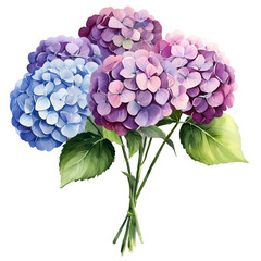 Obraz premium Watercolor, Beautiful hydrangea flowers, Transparency no background PNG.