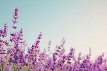 Obraz premium Field of lavender with clear sky for overlay text, soft purples, nature graphic, calming effect