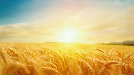 Obraz premium Golden wheat field with clear sky area for overlay text, nature template, bountiful harvest