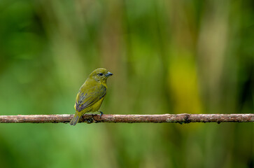 Violeceous euphonia on tree branch in equatorial forests