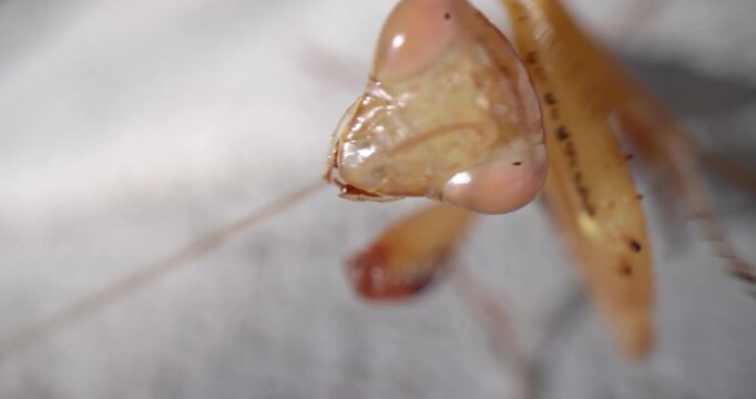 Epic macro, super close-up video shows a european female praying mantis (Mantis religiosa) rubbing its head and cleaning itself turning her head and looking at the camera