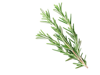 Fototapeta premium a close up of a plant