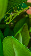green mantis on leaf