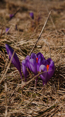 Spring flowers in the mountains. crocus