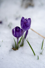 Spring flowers in the mountains. crocus