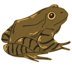 Brown frog on white background