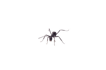 Black ants on white background