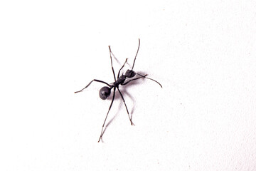 Black ants on white background