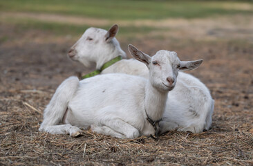 Two white goats resting on dry grass
