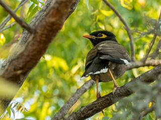 Gemeiner Myna Vogel