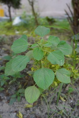 Acalypha indica commonly known as Indian copperleaf or Indian nettle plant has been found in the backyard 
