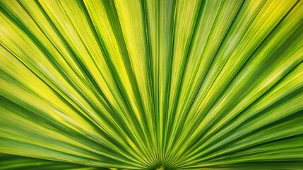 Obraz premium A close-up of a green palm leaf displaying its intricate patterns and textures.