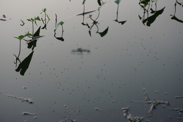 The abandoned pond is full with mosquitoes and water hyacinth 