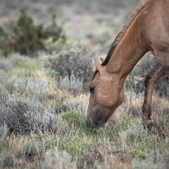 Wild horse on the prairie.