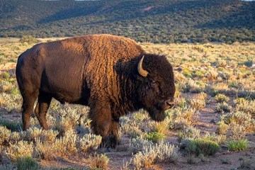 Fototapete Rund American bison buffalo on the prairie in golden hour light. © Jason Yoder