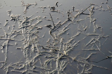 The rice straw, ropes and other things are there in the abandoned lake and mosquitoes are born in...