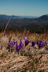 Spring flowers in the mountains. crocus