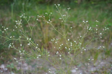 Androsace filiformis, a small annual herb in close up with a blurry background 