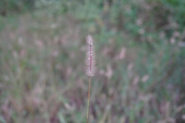 The flowerhead of the grass in close up with a blurry background 