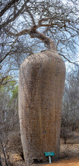 Baobab