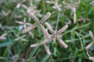Dactyloctenium aegyptium commonly known as Egyptian crowfoot grass in close up with a blurry background 