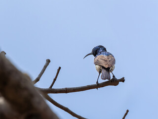 Malegassennektarvogel © Peter