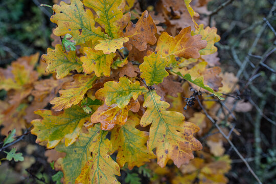 eichenlaub in autumn