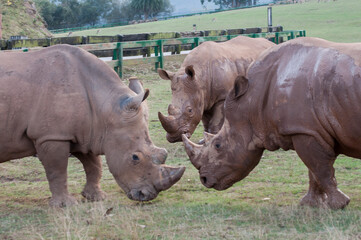 Rinocerontes luchando.