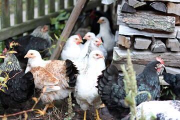 Chickens on a rural farm. Agriculture. Poultry breeding. Breeding chickens.
