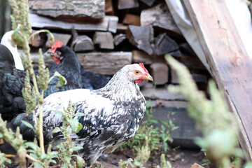 Chickens on a rural farm. Agriculture. Poultry breeding. Breeding chickens.