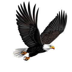 Obraz premium Majestic Bald Eagle in Flight