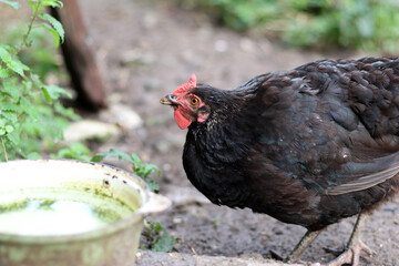 Chickens on a rural farm. Agriculture. Poultry breeding. Breeding chickens.