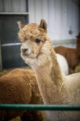 Light brown alpaca