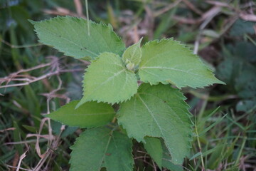 Chromolaena odorata also known as Siam weed, Christmas bush, or devil weed plant has been grown in...