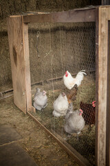 chickens in pen