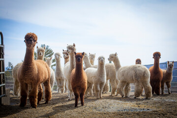 Alpacas at farm 